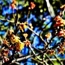 올해의 풍년을 예고하는 풍년화(Witch Hazel) 이미지