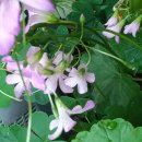 성환 농장 이미지