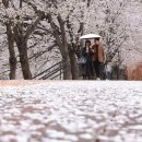 그냥 심심해서요. (46245) 봄비가 재촉한 ‘벚꽃 엔딩’ 이미지
