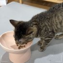 토우 | 토우사료 후기, 4개월 코리안숏헤어 고양이 사료 체험기