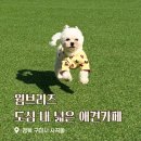 웜브리즈 | 구미 애견카페 웜브리즈 내돈내산 강아지운동장 주말후기