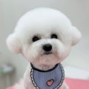 멍그레 이미지