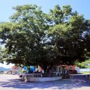 느티나무 이미지