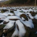 거창천년초농원