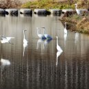 대백로 (Great egret, 大白鷺) 이미지