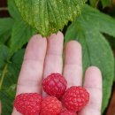 집에서 따먹는 Rasberry 이미지