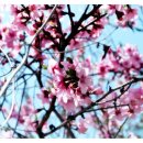 진목초등학교 이미지