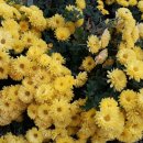 뜨락엔햇살 이미지