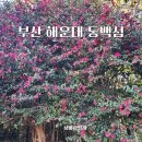 동백섬 | 부산 해운대 동백섬 꽃구경 동백꽃 후기