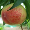 청운 농장 이미지