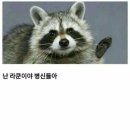 꾸꾸네 이미지