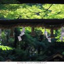 [Photo]아라시야마 치쿠린竹林(대나무숲) -野宮神社노노미야 신사 부근 이미지