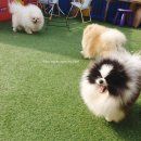 No.1 POM 이미지