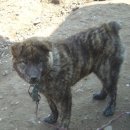 PARROT KOREA 이미지