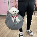 스퀘어독스 서산점 | 6개월 미니비숑 강아지 두부 일상기록:: 서산 스퀘어독스 애견카페, 중성화 수술