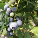 지안농장 이미지