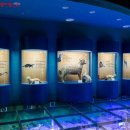 화진포 생태박물관 이미지