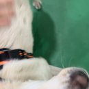 꽃길걷개 이미지