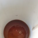 정카센타 이미지