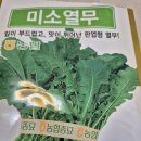 열무씨앗 이미지