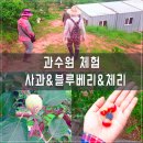 (주)팜스코 천평농장 | 파주) 블루베리농장 &amp; 체리따기 체험 / 사과농장