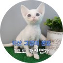 데니스익산