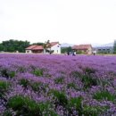 영순2농장 이미지