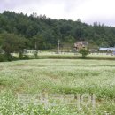 추억속에 하얀집 이미지