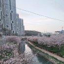 영도오션원탑공인중개사사무소 | 영도 동삼동 오션라이프에일린의뜰 전세 74B