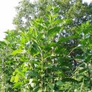 두란농장 이미지