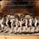 으뜸생선 이미지