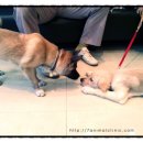 세븐동물병원 이미지