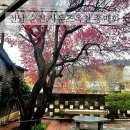 순천매산고등학교 | 전남 순천 카페 사운즈옥천 홍매화