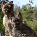 댕댕케어 이미지