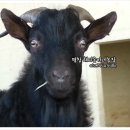 그린흑염소농장 이미지