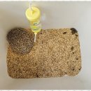 퍼피살롱 이미지