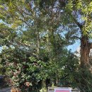 남원읍-67 | 제주스냅추천 모모스튜디오, 아이촬영 후기