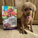 카니코리아 이미지