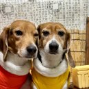 놀러오개 애견유치원 애견호텔(화성 병점진안점) 이미지