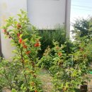 토토멍 애견풀빌라 이미지