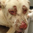 이로운동물병원 이미지