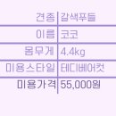 강남애니펫샵 이미지