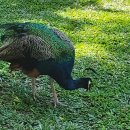 부여부화장 이미지