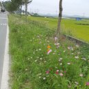고구려대학교 2학기 개학날... 이미지