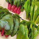 대패생각 하양점 이미지