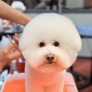 메종VIP203 이미지