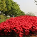 강정보 녹색길 이미지