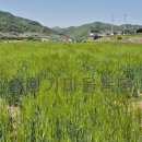 청보리축제장 이미지