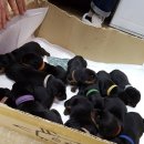 스머프동물병원 | 깔끔하고 청결해서 반려동물이 편안하게 지낼 수 있는 공간인 스머프동물병원