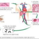 말라리아 및 원인과 검사 백신 (약) : 모기 지역 전염 이미지